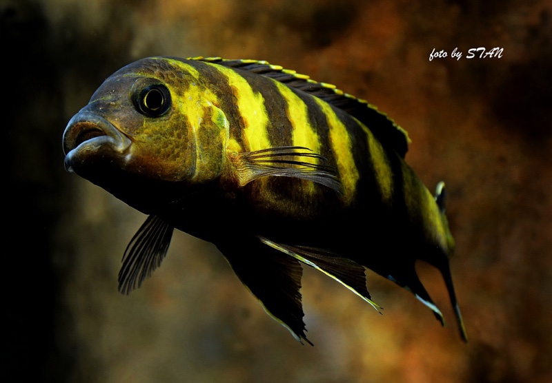 Maylandia melissa 'Chitande Island'